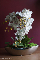 efektowny storczyk Laos Blunni w lustrzanej donicy, wys.65cm 