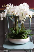 Celano Bianco, efektowny storczyk w białej misie, wys.52cm