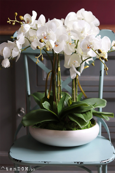 Celano Bianco, efektowny storczyk w białej misie, wys.52cm