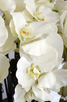 ogromny storczyk Design Black Grande w donicy, wys.174cm