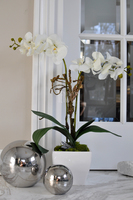 storczyk Square w donicy, wys.65cm 