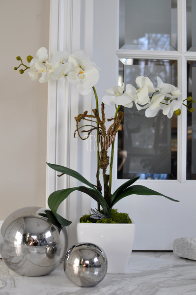 storczyk Square w donicy, wys.65cm 