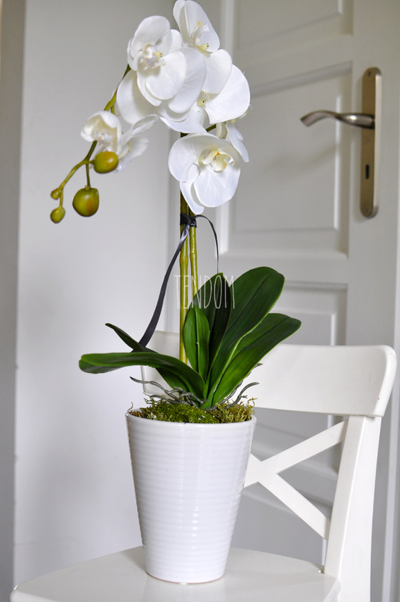 storczyk Terazzo w ceramicznej, białej donicy wys.52cm