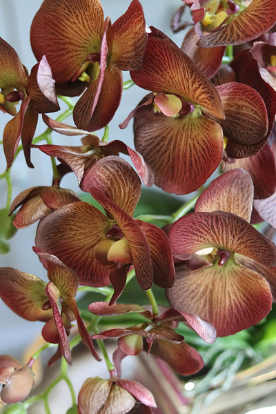 brązowy storczyk w złotej donicy, Mallona Gold, wys.48cm 