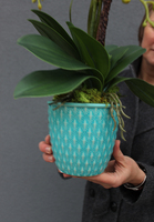 Turkusowa Magia, storczyk w ceramicznej donicy, wys.60cm