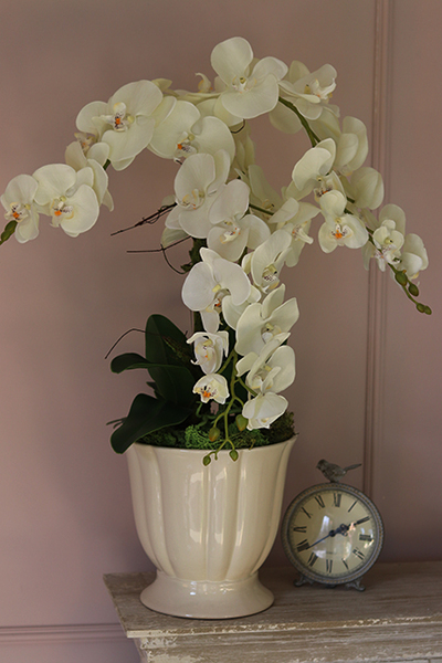 Kalestra, elegancki storczyk w kremowej donicy, wys.70cm 
