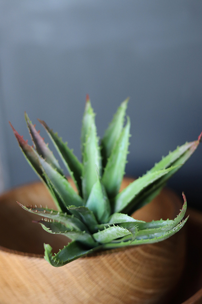 gumowa sztuczna roślina, Sukulent Aloes 67, wym.12x15cm