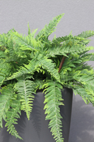 kompozycja w betonowej donicy, Paproć Ecolite Grande, wys.108cm