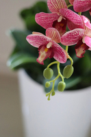 Felicja Mediolan, gumowy storczyk tygrysi w białej donicy, wys.129cm