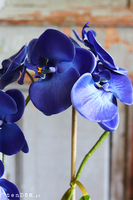 Azuria, niebieski storczyk w białej doniczce, wys.48cm