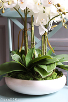 Celano Bianco, efektowny storczyk w białej misie, wys.52cm