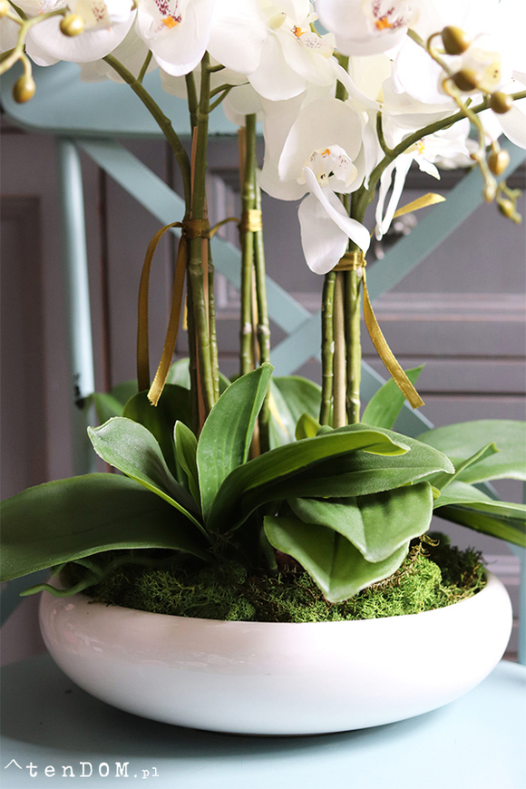 Celano Bianco, efektowny storczyk w białej misie, wys.52cm