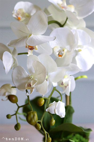 Gabola Mediolan Mini Orchid, storczyk w plastikowej donicy, wys.46cm 