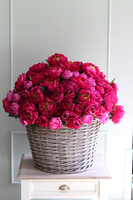 bogaty kosz z różowymi peoniami Loritta, wym.80x80cm