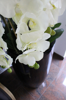 ogromny storczyk Design Black Grande w donicy, wys.174cm