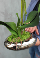 Helena, oryginalny storczyk w płaskim naczyniu, wys.50cm