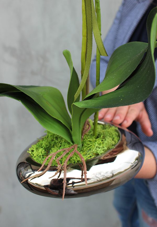 Helena, oryginalny storczyk w płaskim naczyniu, wys.50cm