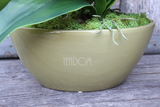 Ballano Green storczyk w zielonej podłużnej donicy wys.58cm