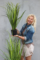 sztuczna trawa niska Moris, wys. 70cm 