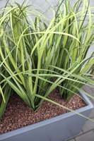 dekoracja Trawy Fiberglass Grande Grey w prostokątnej donicy, wys.110cm