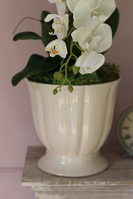 Kalestra, elegancki storczyk w kremowej donicy, wys.70cm 