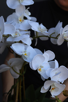 Alora, sztuczny storczyk w zwężanej donicy, wys.86cm