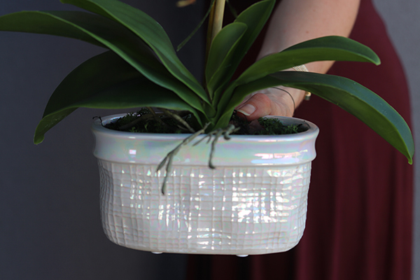 Mini Pearl, storczyk w osłonce z porcelany, wys.47cm