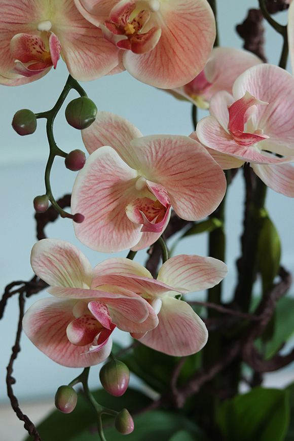 Glassier Pollysa, różowy storczyk w szklanym pucharze, wys.80cm