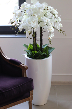 Grande Fiberglass Fenice, efektowny storczyk w białej donicy z fiberglass, wys.118cm