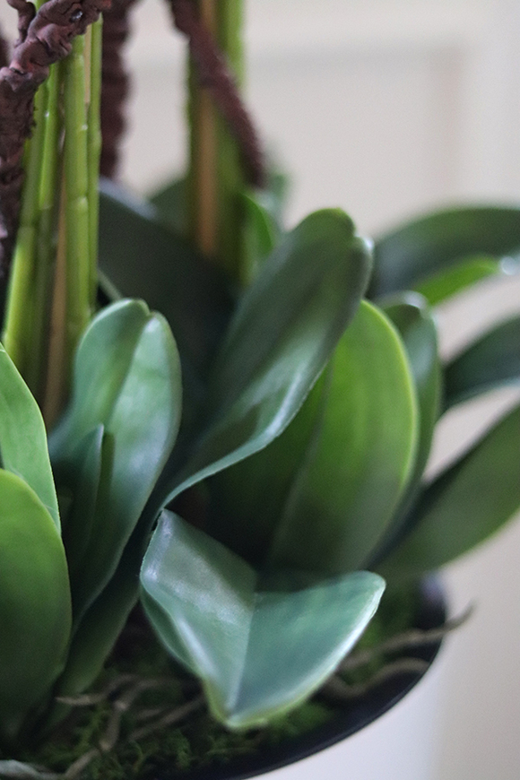 Felicja Mediolan, gumowy storczyk tygrysi w białej donicy, wys.129cm