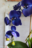 Azuria, niebieski storczyk w białej doniczce, wys.48cm