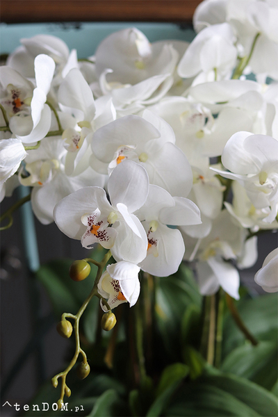 Celano Bianco, efektowny storczyk w białej misie, wys.52cm