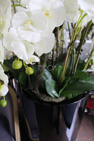 ogromny storczyk Design Black Grande w donicy, wys.174cm