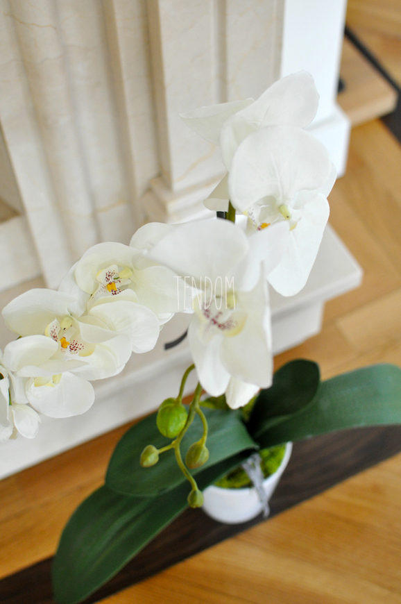 storczyk First w białej donicy, wys.70cm