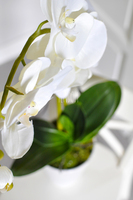 storczyk Terazzo w ceramicznej, białej donicy wys.52cm