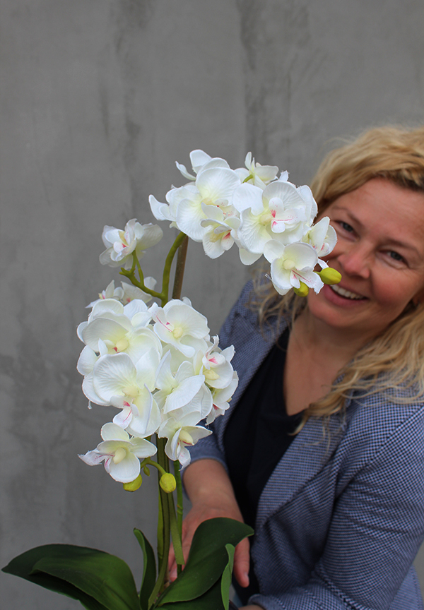 Helena, oryginalny storczyk w płaskim naczyniu, wys.50cm