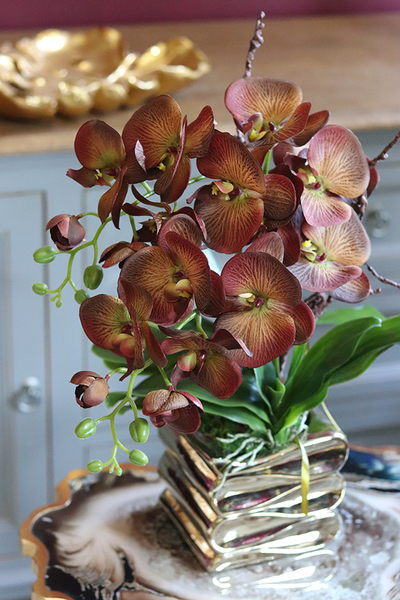 brązowy storczyk w złotej donicy, Mallona Gold, wys.48cm 