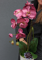 brunatnoróżowy storczyk Maleo, wys.64cm