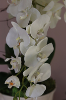 Kalestra, elegancki storczyk w kremowej donicy, wys.70cm 