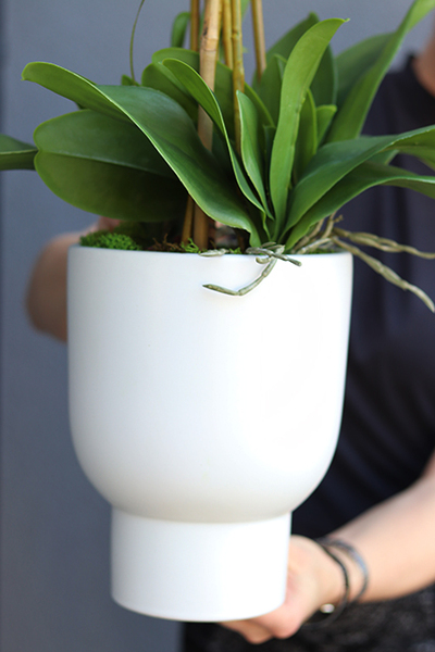 Alora, sztuczny storczyk w zwężanej donicy, wys.86cm