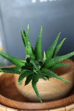 gumowa sztuczna roślina, Sukulent Aloes 74, wym.30cm