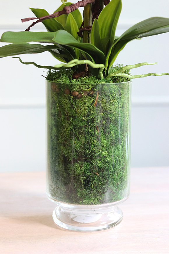 Glassier Pollysa, różowy storczyk w szklanym pucharze, wys.80cm