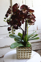 brązowy storczyk w złotej donicy, Mallona Brown & Gold, wys.48cm