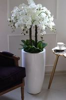 Grande Fiberglass Fenice, efektowny storczyk w białej donicy z fiberglass, wys.118cm