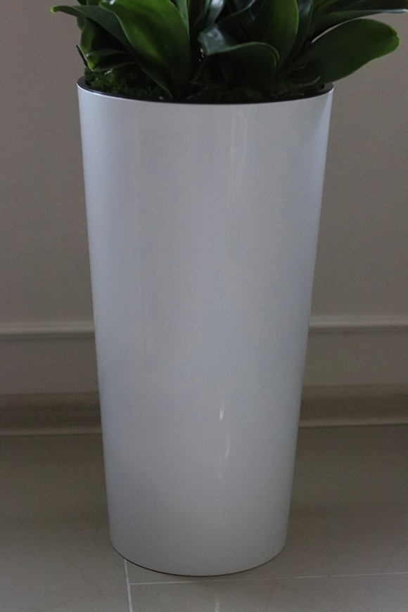 Felicja Mediolan, gumowy storczyk tygrysi w białej donicy, wys.129cm