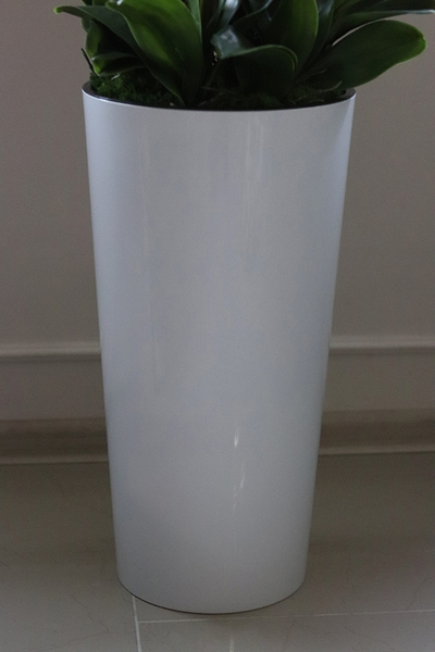 Felicja Mediolan, gumowy storczyk tygrysi w białej donicy, wys.129cm