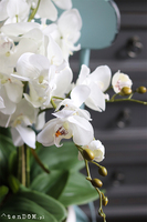 Celano Bianco, efektowny storczyk w białej misie, wys.52cm