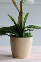 Gabola Mediolan Mini Orchid, storczyk w plastikowej donicy, wys.46cm 