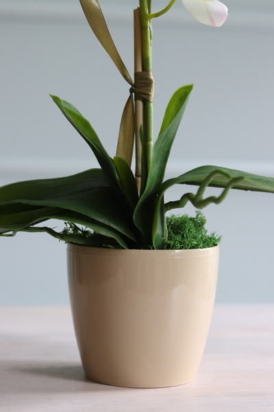 Gabola Mediolan Mini Orchid, storczyk w plastikowej donicy, wys.46cm 