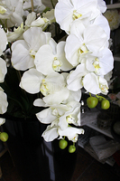 ogromny storczyk Design Black Grande w donicy, wys.174cm